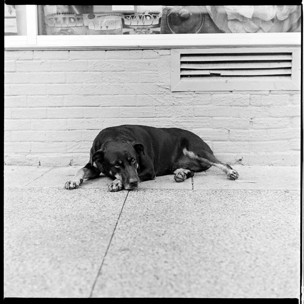 Portrait of Jason's dog, Alabama, sleeping on the sidewalk on State Street