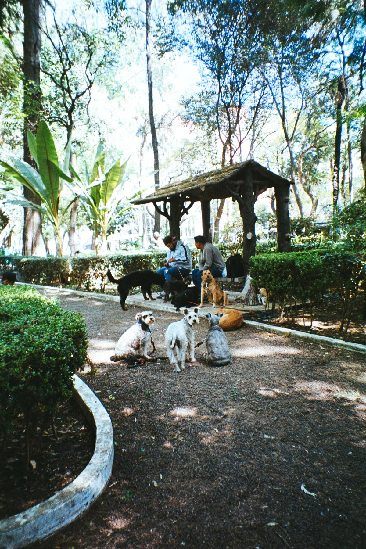 analog street photograph of a dog walker with 6 dogs in Parque México