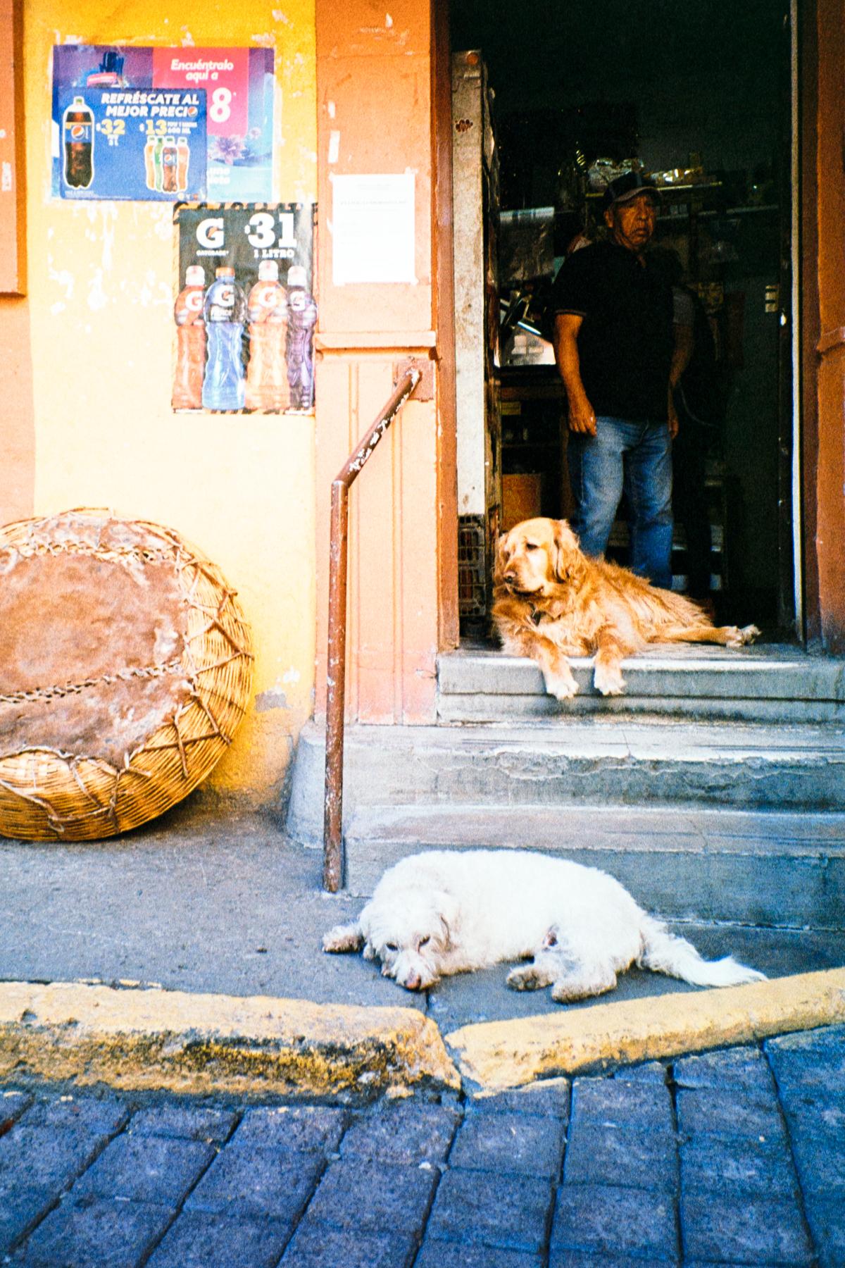 analog street photograph of two dogs sitting on the steps of a small local shop in Mexico City