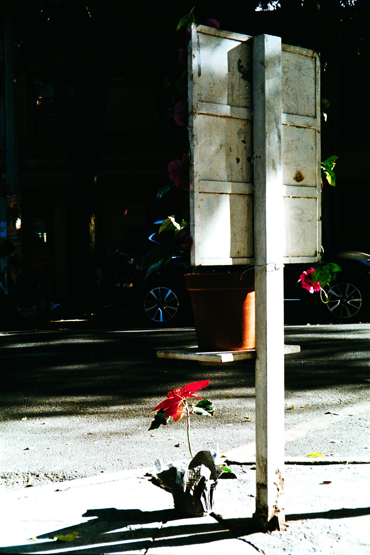 photograph of a red house plant forgotten near a street sigh in Mexico City